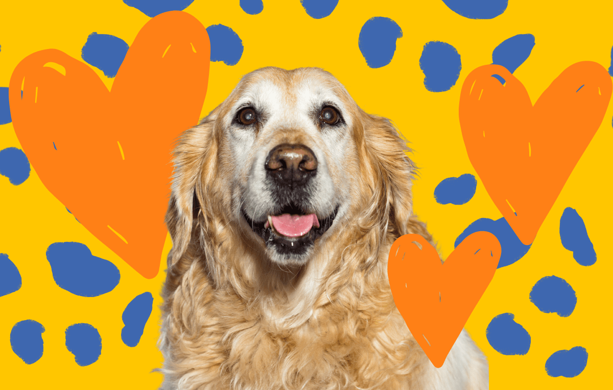 Adopt-A-Senior Dog Month