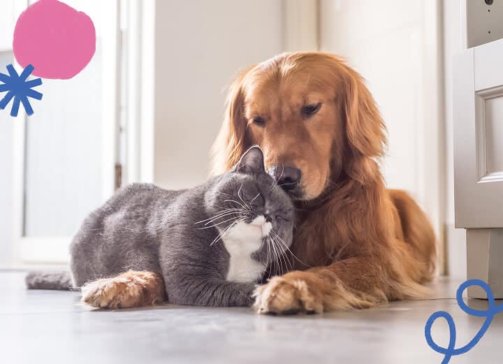 How to Properly Introduce a Cat and Dog for the First Time