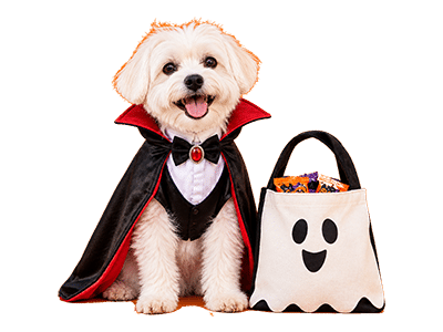 DogTV “Tricks for Treats” Sweepstakes